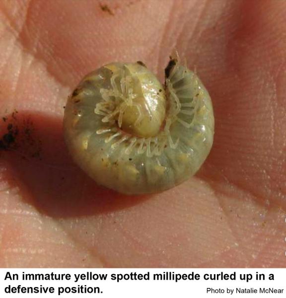 Immature and adult yellow spotted millipede