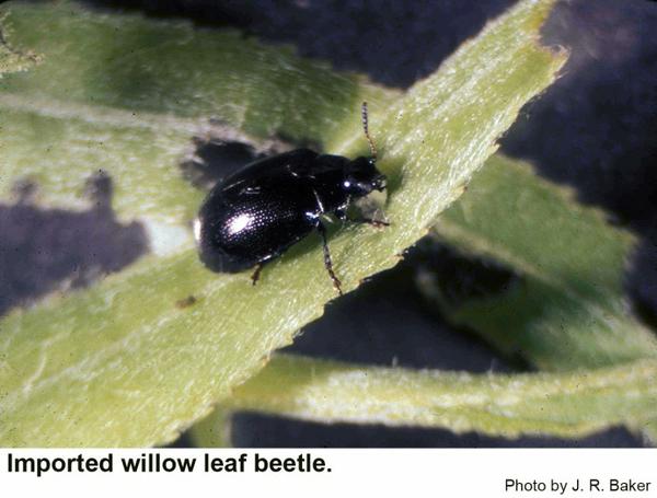 Imported willow leaf beetles resemble all  black lady beetles.