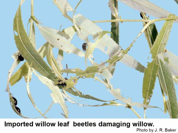 Imported willow leaf beetles on damaged willow leaves