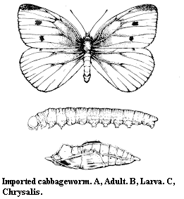 Imported cabbageworm. A. Adults. B. Larva. C. Chrysalis.