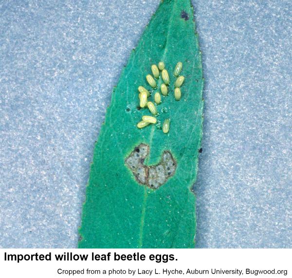 Willow leaf beetle eggs on leaf