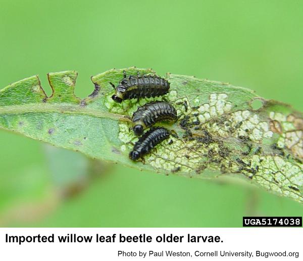 Older imported willow leaf beetle larvae on damaged leaf