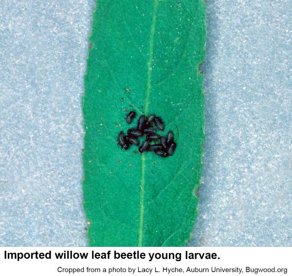 willow leaf beetle young larvae on leaf