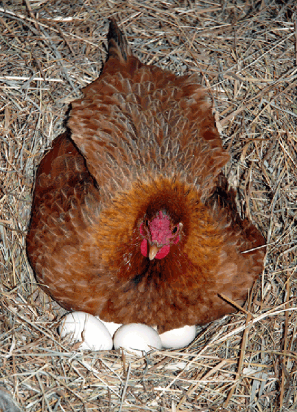 A hen sits on eggs in a nest of straw