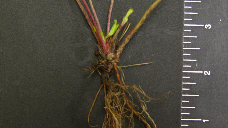 Indian mock strawberry root type.