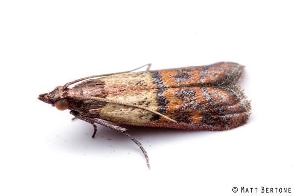 An adult Indianmeal moth (Plodia interpunctella), a long thin moth with pale yellow, gray and rusty brown scales