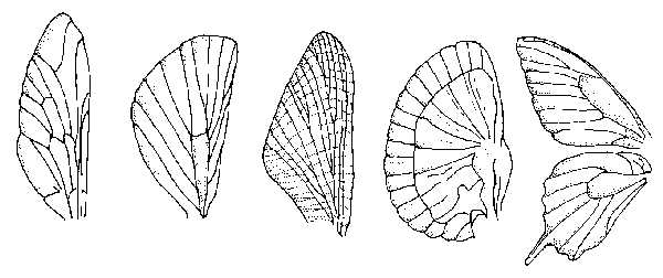 veins on insect wings illustrations