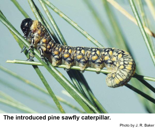 Introduced pine sawfly caterpillar