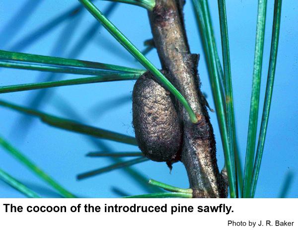Introduced pine sawfly cocoon