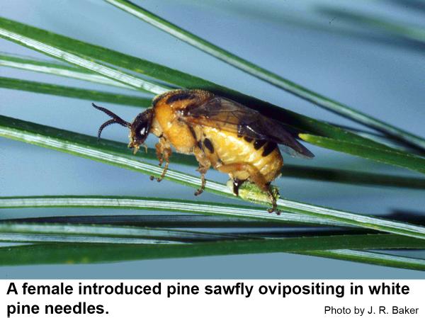 introduced pine sawfly