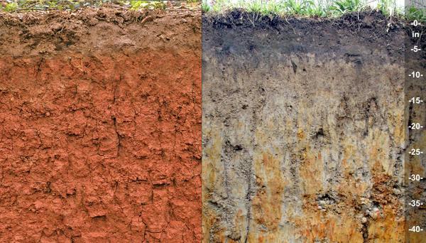 side-by-side image of Cecil series and Coxville series soils