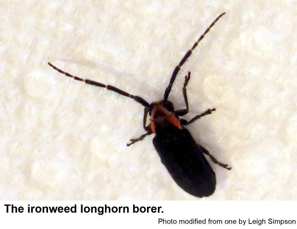 ironweed longhorn borer