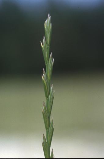 Photo of Italian ryegrass seedhead