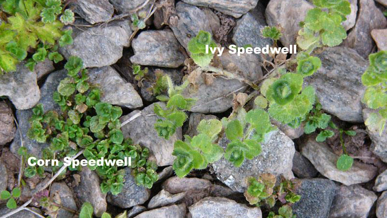 Ivyleaf speedwell growth habit.