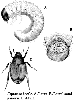 Japanese beetle. A. Larva. B. Larval setal pattern. C. Adult.