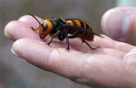 Japanese hornet in someone's hand