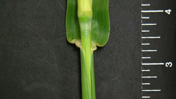 Johnsongrass auricle