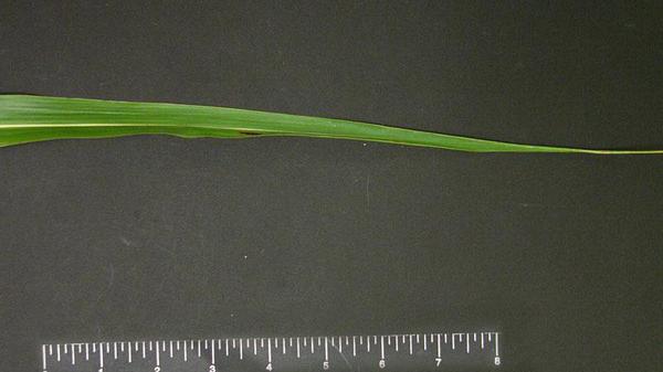Johnsongrass leaf blade tip