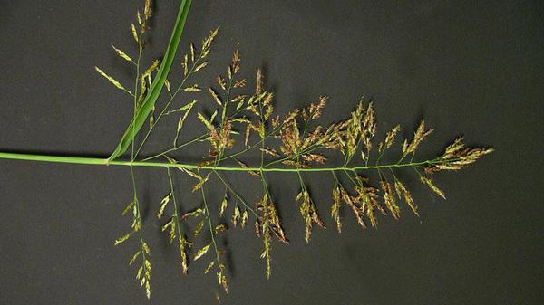 Johnsongrass seedhead