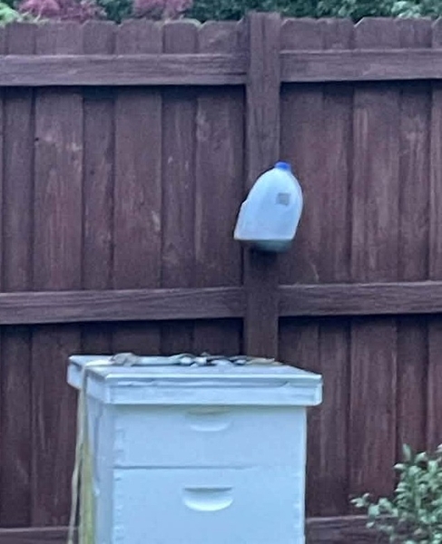 Homemade trap made from a plastic jug