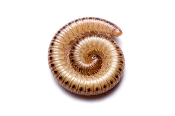 Julid with body coiled into a spiral.