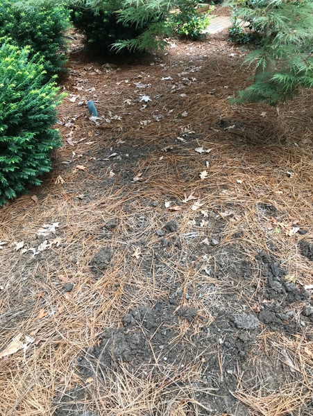 Patch of yard with reduced ground cover and worm castings