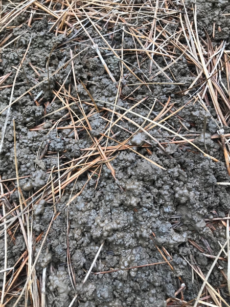 Close up of piles of jumping worm castings (feces)