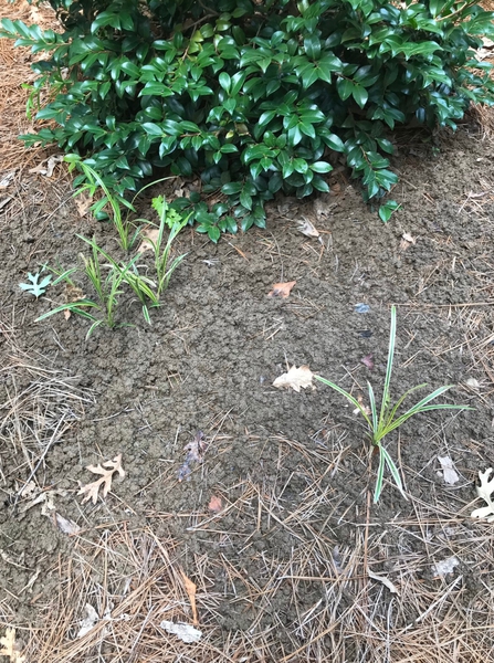 Patch of yard with abundant worm castings