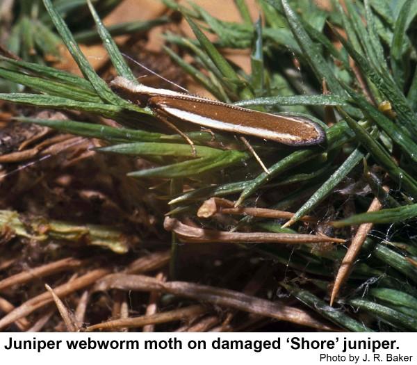Juniper webworm moth. 