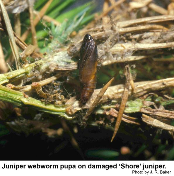 Juniper webworm pupa. 