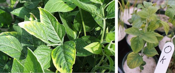 Thumbnail image for Mid-Season Soybean Potassium (K) Deficiency
