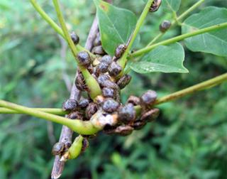 Figure 3. Kudzu bugs on wisteria.