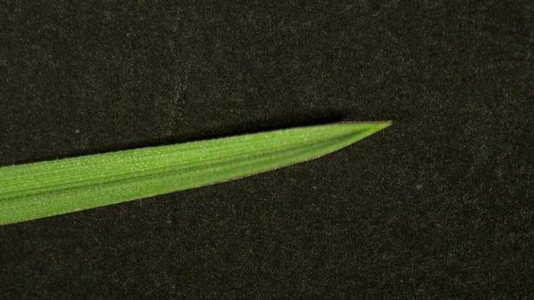close-up of Kentucky bluegrass leaf blade tip shape