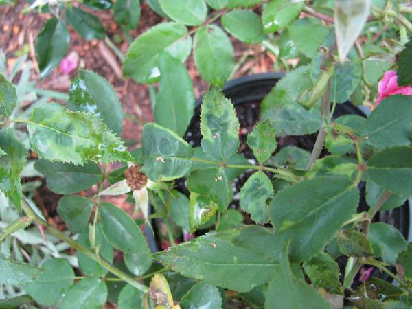 Figure 4. Thrips on knockout roses.