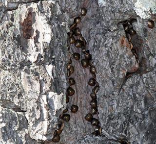 Figure 4. Kudzu bugs aggregating in tree bark crevices.