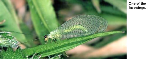 Green lacewing.