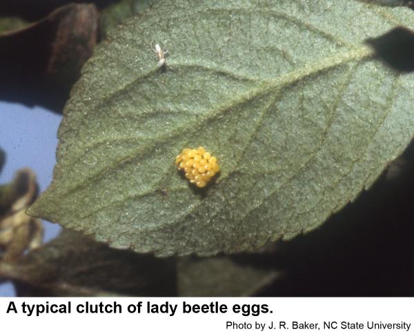 Lady beetle eggs