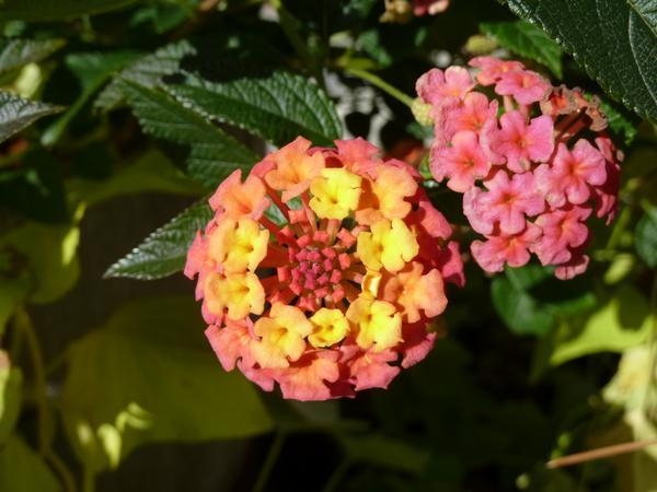 plant with yellow and pink flower clusters