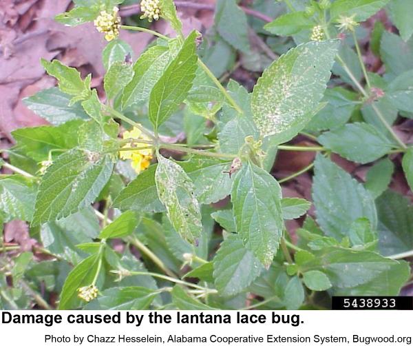 lantana lace bug damage