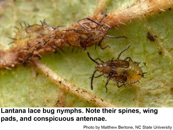 Lantana lace bug nymphs