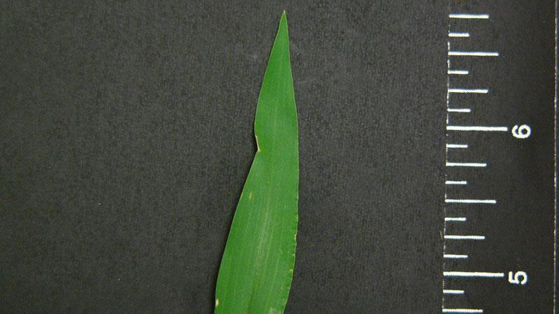 Large Crabgrass leaf blade tip