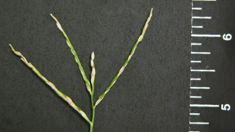 Large Crabgrass seedhead