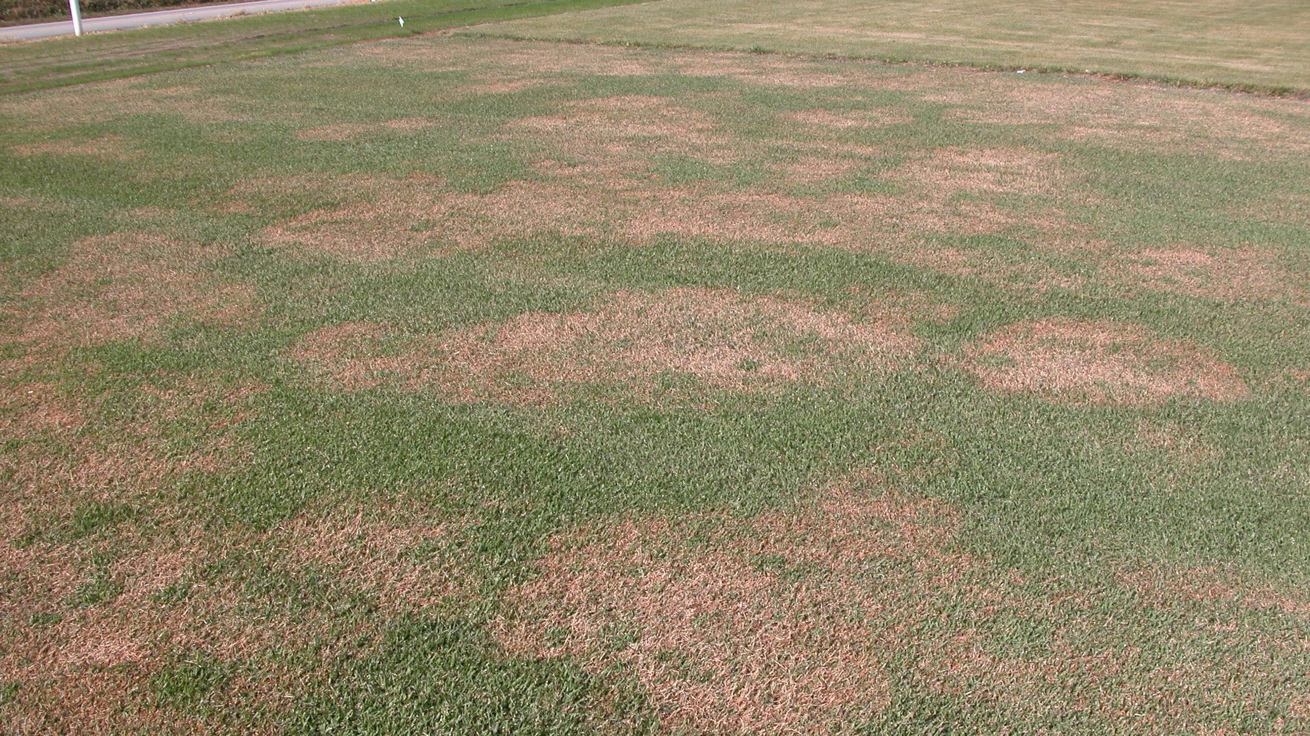 Large patch stand symptoms.