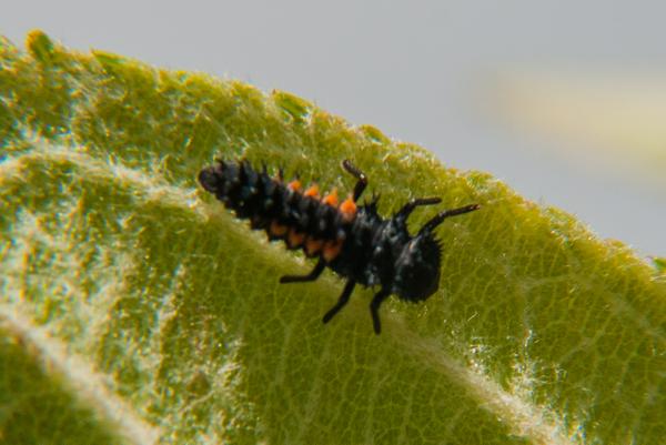 Lady beetle larva.