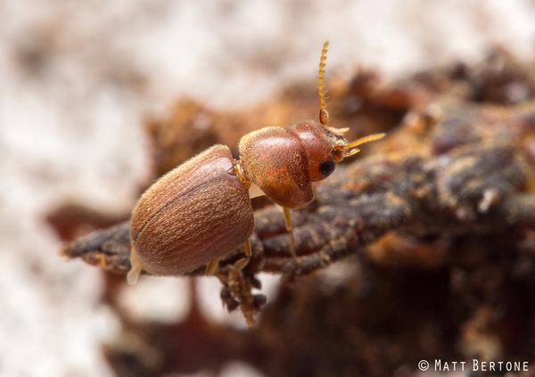A small pill-shaped reddish brown beetle with saw-like antennae.
