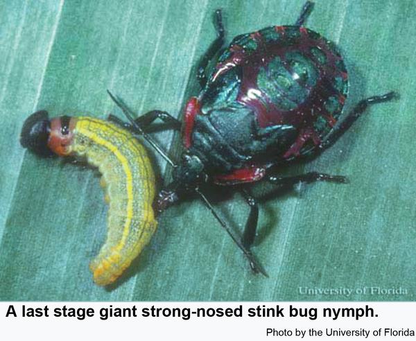 A last-stage giant strong-nosed stink bug nymph