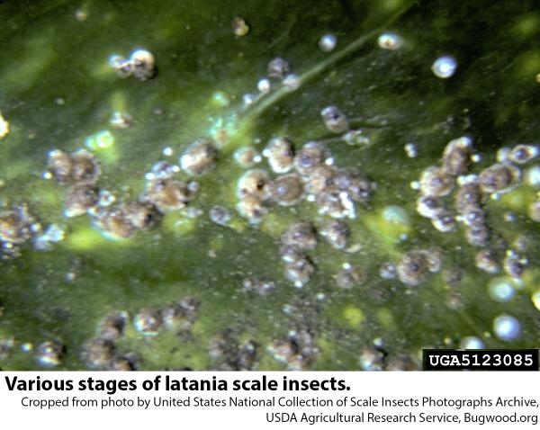 Latania scale insects infest stems and leaves.