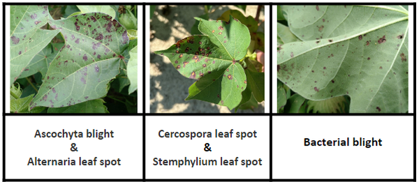 Angular and irregularly shaped lesions with dark margins caused by various leaf spot fungi