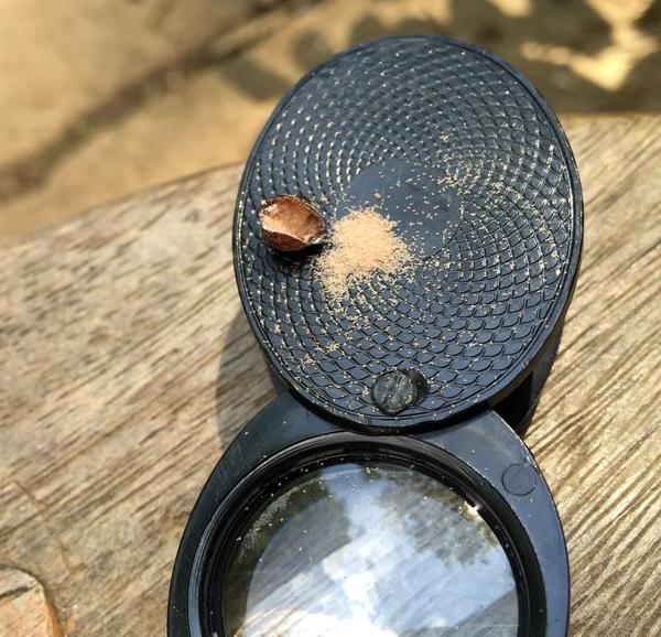 Lecanium scale eggs and case sitting on part of folding magnifying glass