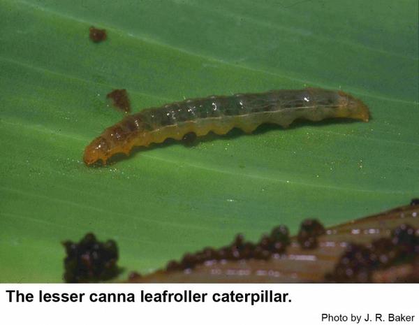 Lesser canna leafrollers are small, green caterpillars.